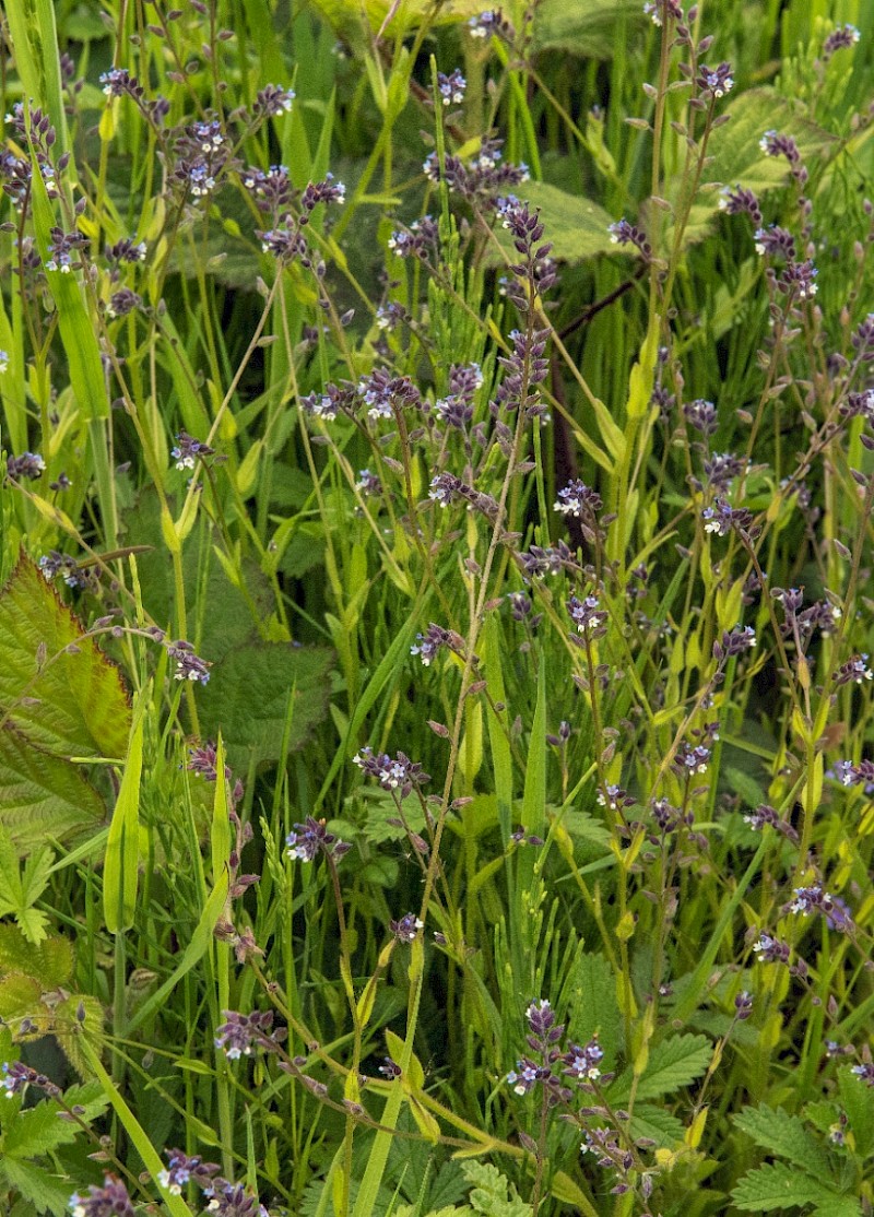 Myosotis discolor - © Charles Hipkin