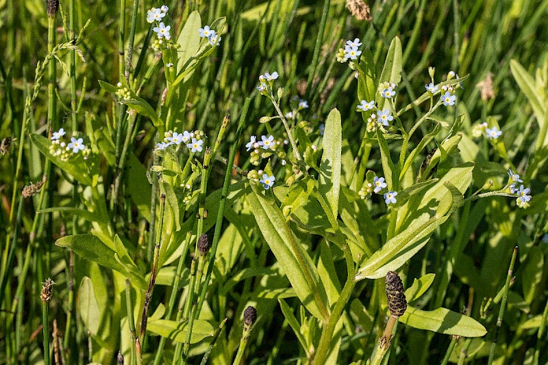 Myosotis laxa - © Charles Hipkin