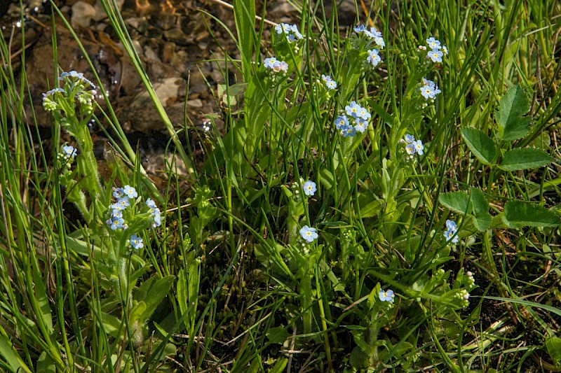 Myosotis laxa - © Charles Hipkin