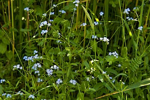 Myosotis scorpioides Water Forget-me-not