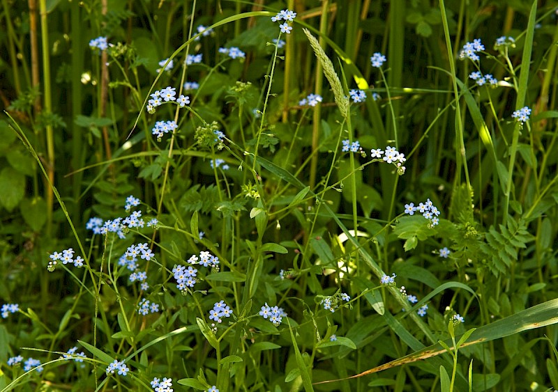 Myosotis scorpioides - © Charles Hipkin