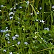 Myosotis scorpioides