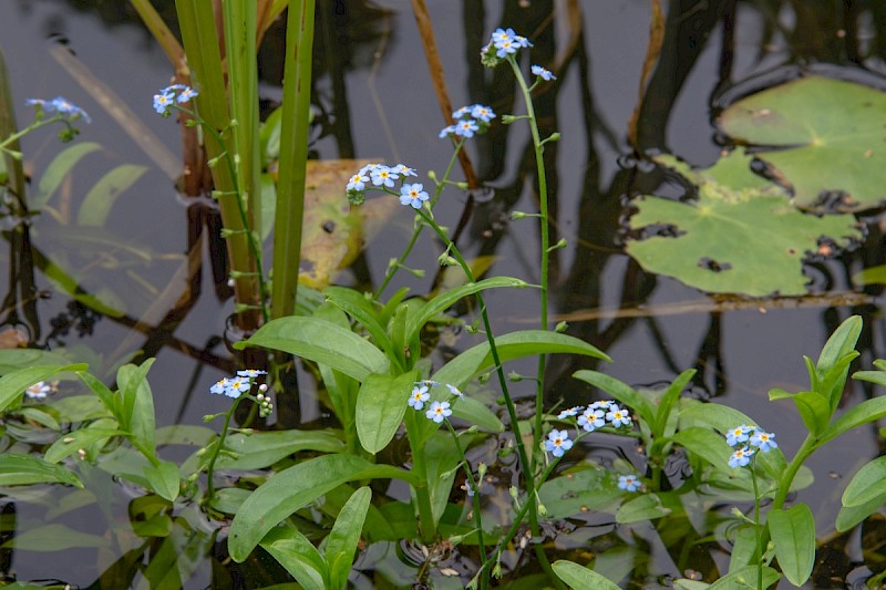 Myosotis scorpioides - © Charles Hipkin