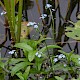 Myosotis scorpioides