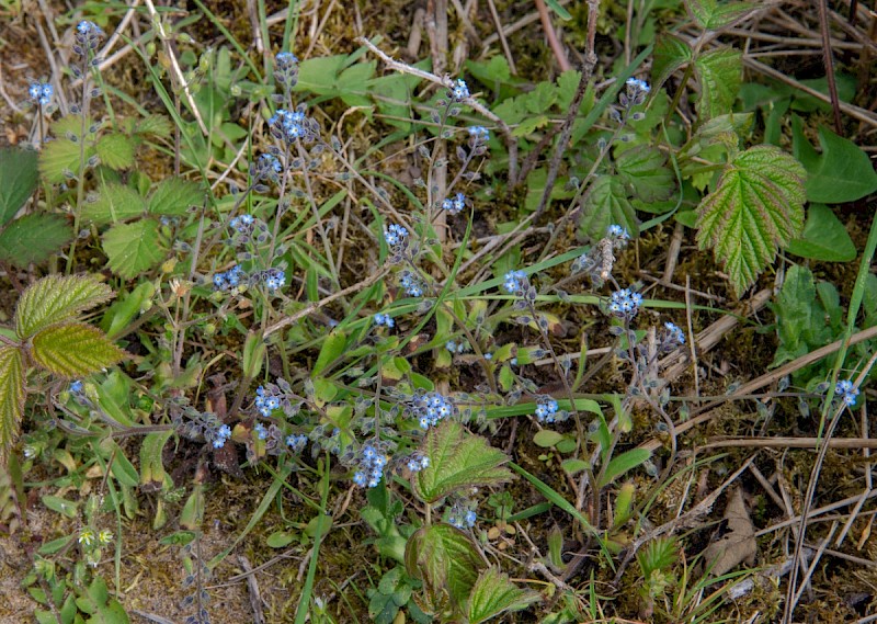 Myosotis ramosissima - © Charles Hipkin