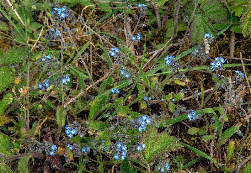 Myosotis ramosissima - © Charles Hipkin