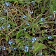 Myosotis ramosissima