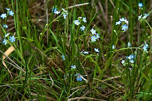 Myosotis secunda Creeping Forget-me-not