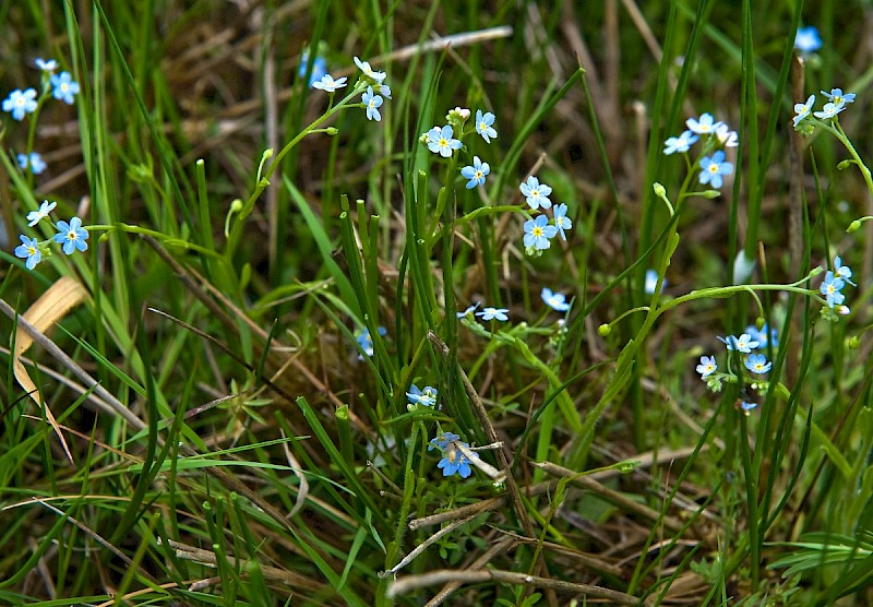 Myosotis secunda - © Charles Hipkin