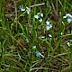 Myosotis secunda