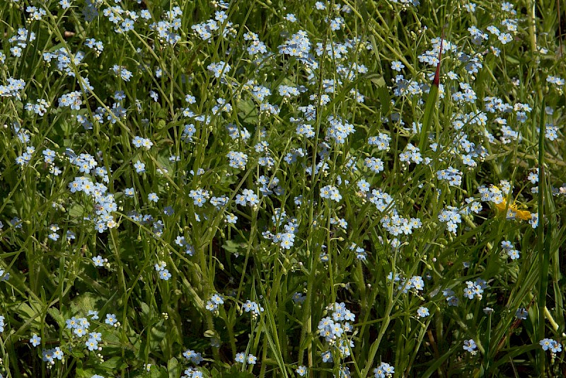 Myosotis secunda - © Charles Hipkin