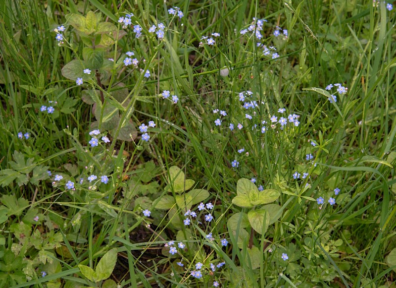 Myosotis secunda - © Charles Hipkin