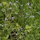 Myosotis secunda