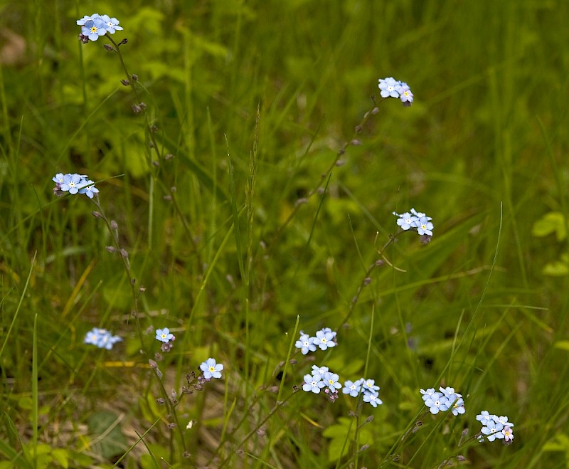 Myosotis sylvatica - © Charles Hipkin