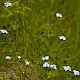 Myosotis sylvatica