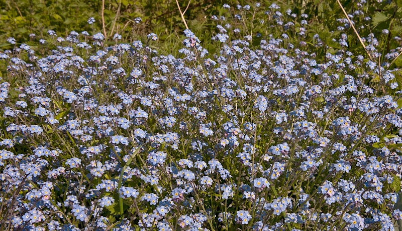 Myosotis sylvatica - © Charles Hipkin