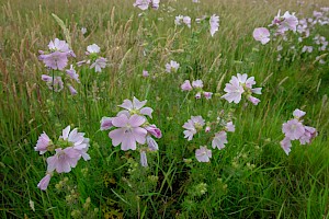 Malva moschata Musk-mallow