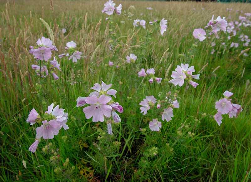 Malva moschata - © Charles Hipkin