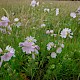 Malva moschata