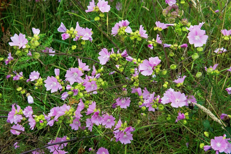 Malva moschata - © Charles Hipkin