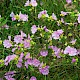 Malva moschata