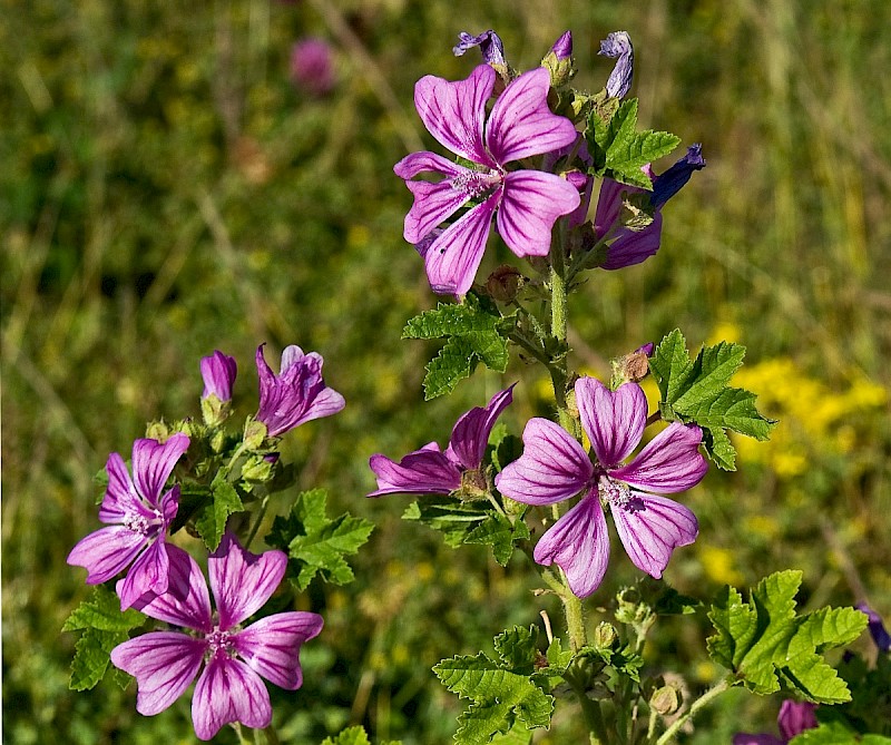 Malva sylvestris - © Charles Hipkin