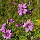 Malva sylvestris