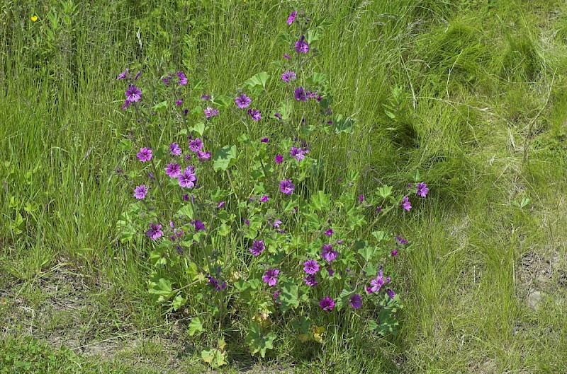 Malva sylvestris - © Charles Hipkin