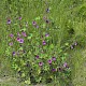 Malva sylvestris