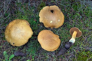 Suillus variegatus Velvet Bolete