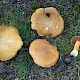 Suillus variegatus