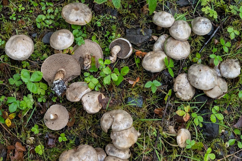 Suillus viscidus - © Charles Hipkin