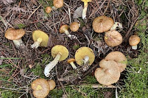 Suillus flavidus Jellied Bolete