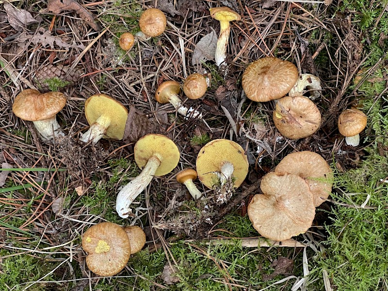 Suillus flavidus - © Charles Hipkin