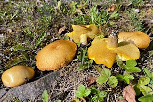 Suillus granulatus Weeping Bolete