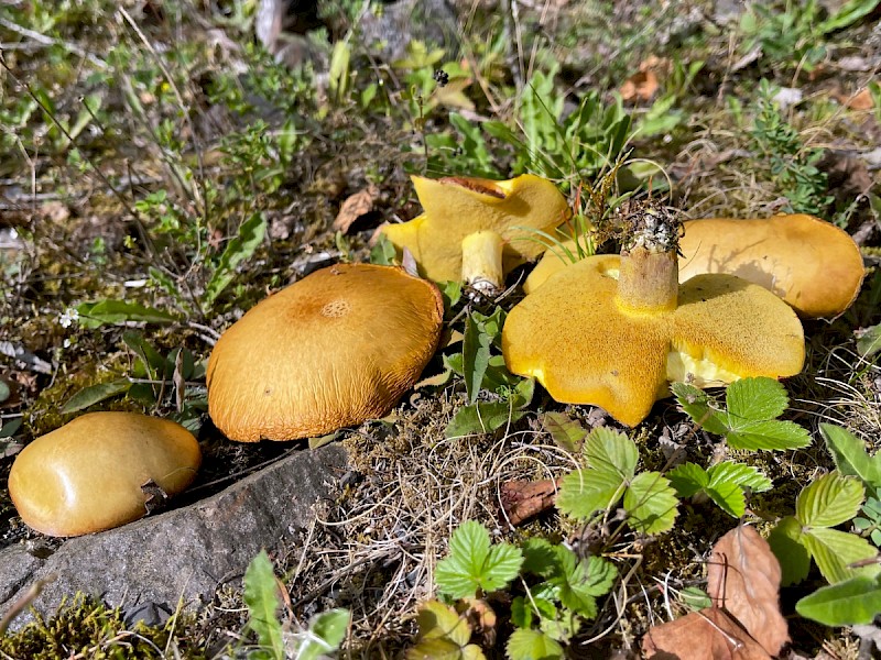 Suillus granulatus - © Charles Hipkin