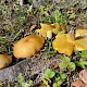 Suillus granulatus