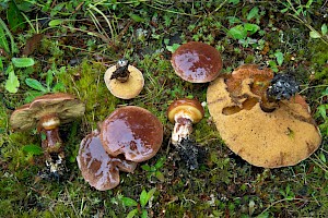 Suillus luteus Slippery Jack