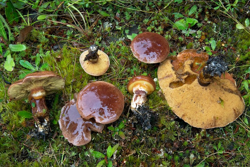 Suillus luteus - © Charles Hipkin