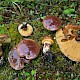 Suillus luteus