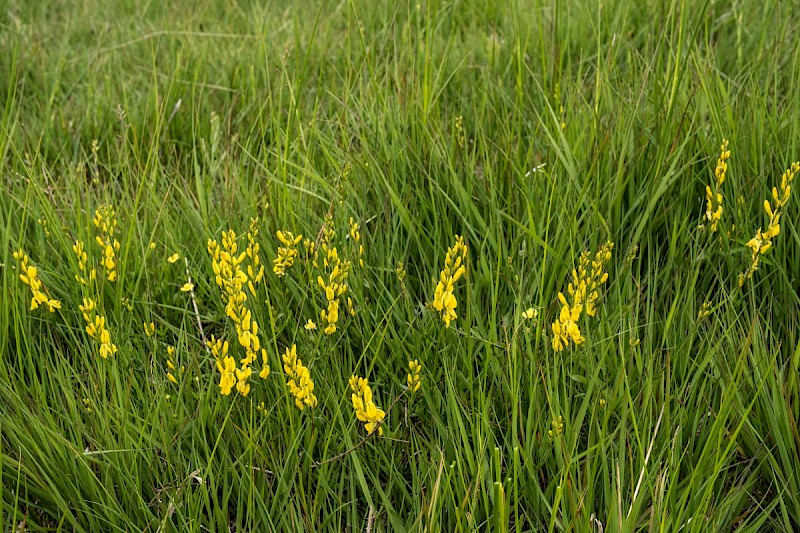 Genista tinctoria - © Charles Hipkin