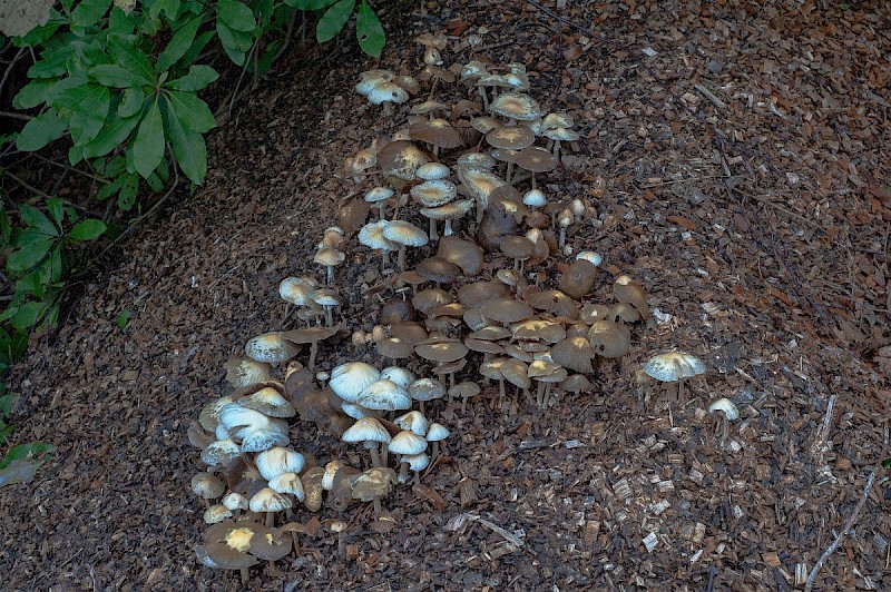 Agrocybe rivulosa - © Charles Hipkin