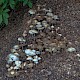 Agrocybe rivulosa