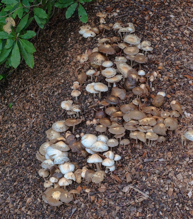 Agrocybe rivulosa - © Charles Hipkin