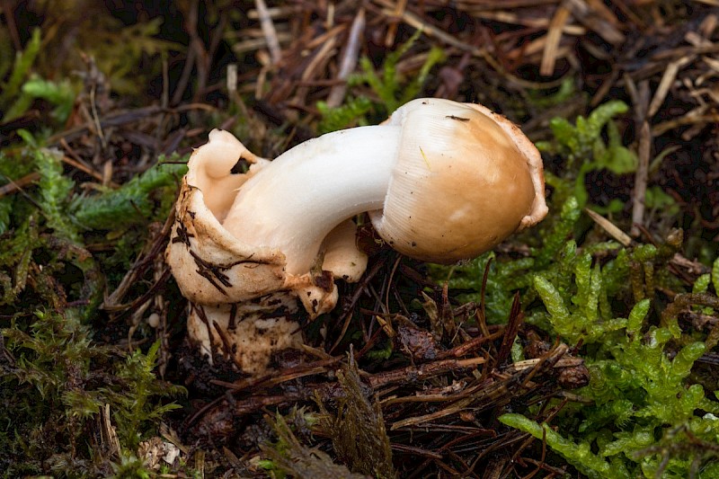 Amanita fulva - © Charles Hipkin