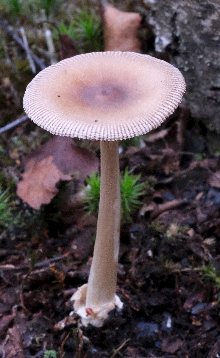 Amanita vaginata - © Charles Hipkin