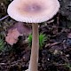 Amanita vaginata