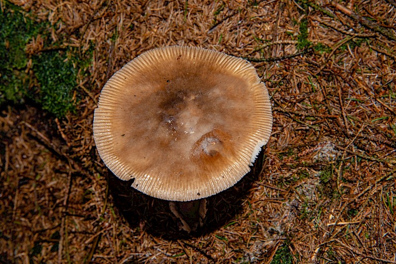 Amanita submembranacea - © Charles Hipkin