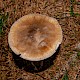 Amanita submembranacea