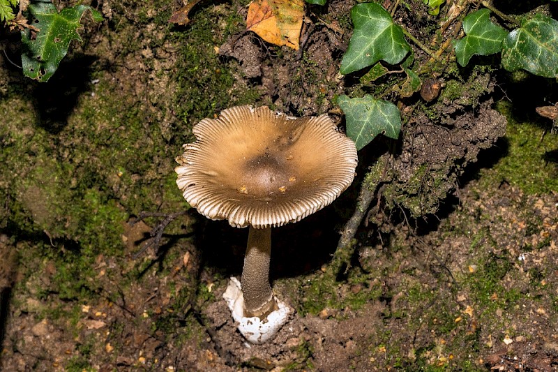 Amanita submembranacea - © Charles Hipkin